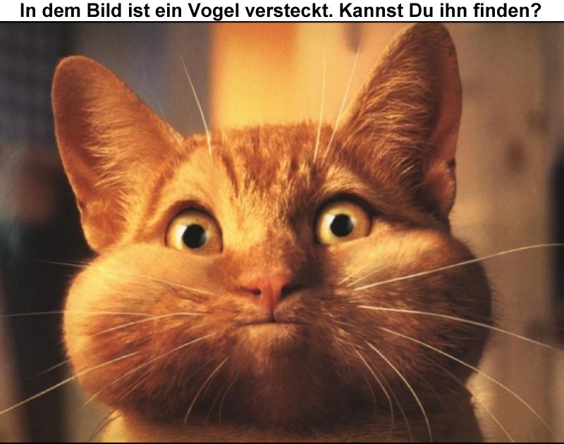 suchvogel